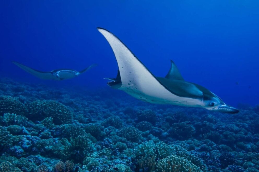 Manta Rays swimming through a coral reef