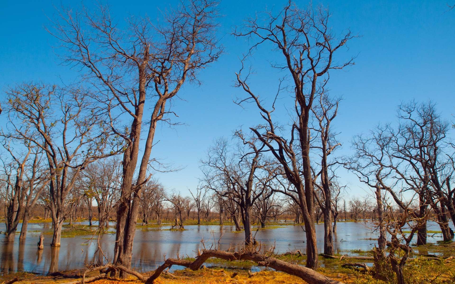 View of a flooded forest against a clear blue sky