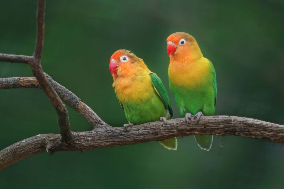 Two lovebirds sitting on a tree branch with a green background.