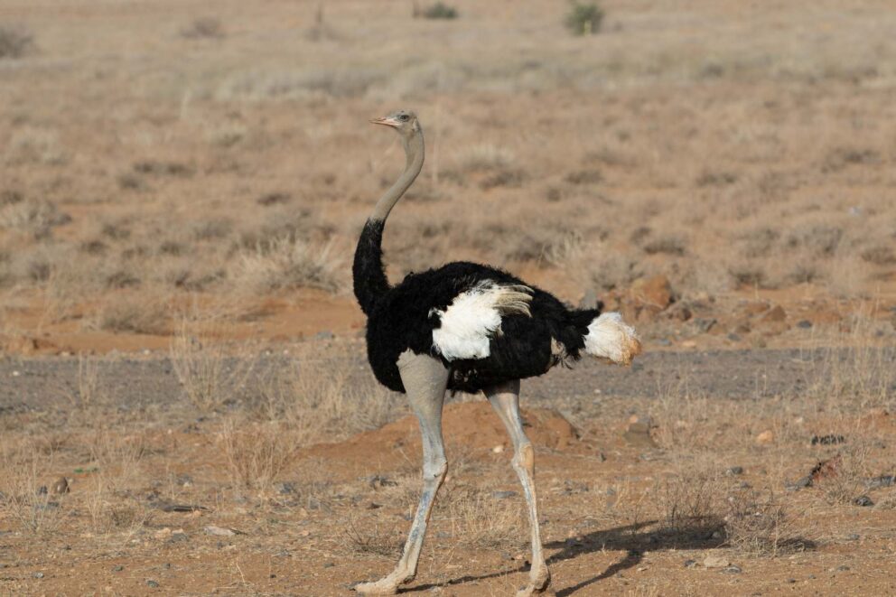 Landscape shot of a Somali Ostrich in a dry bushveld