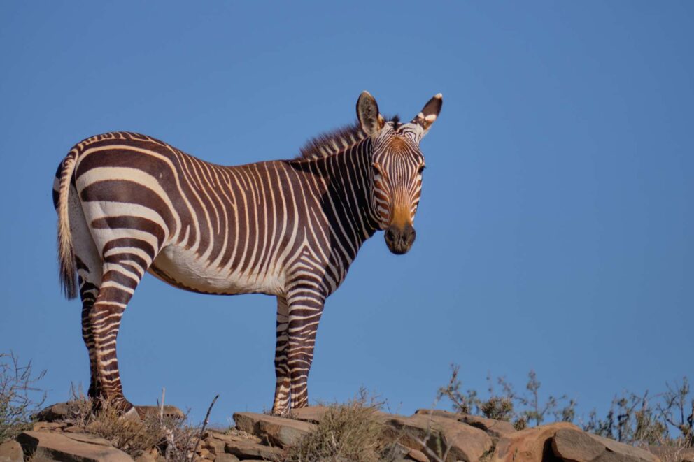 Full-body lateral shot of a Cape Mountain Zebra standing on a rocky outcrop against a clear blue sky