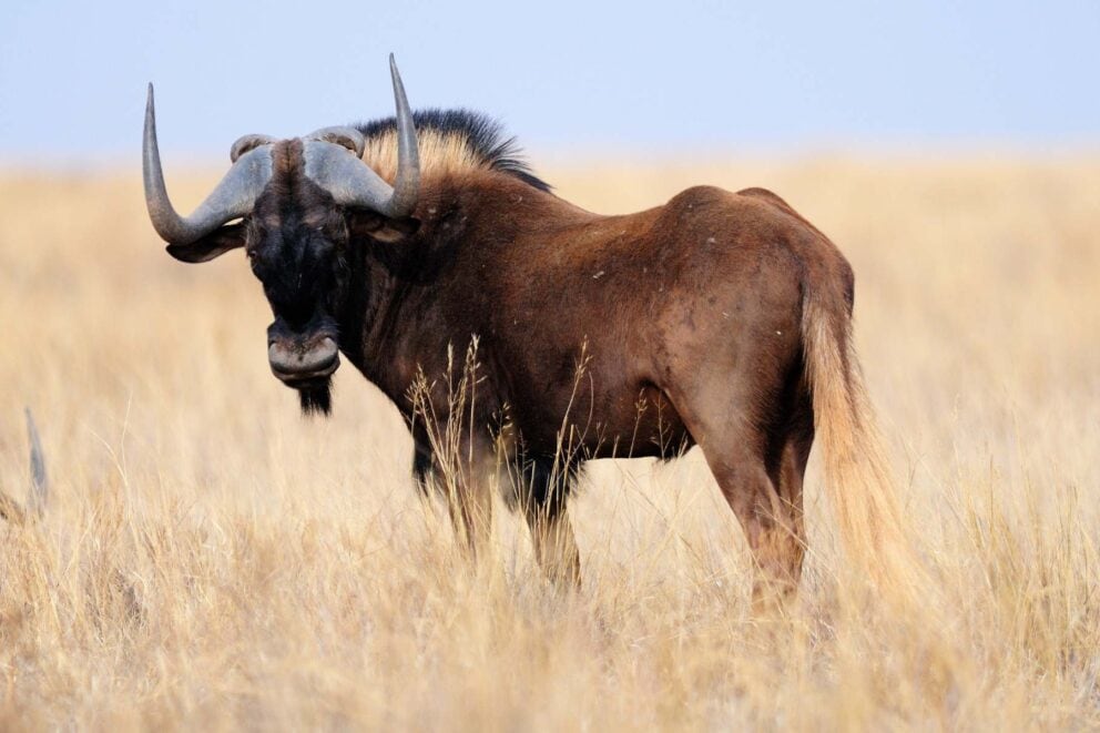 Black wildebeest standing in a dry field with a clear sky in the background.