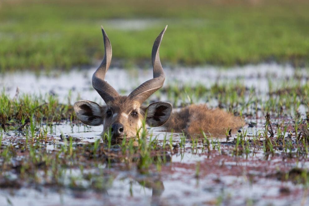 Sitatunga Antelope submerged in swamp water with its head sticking out.