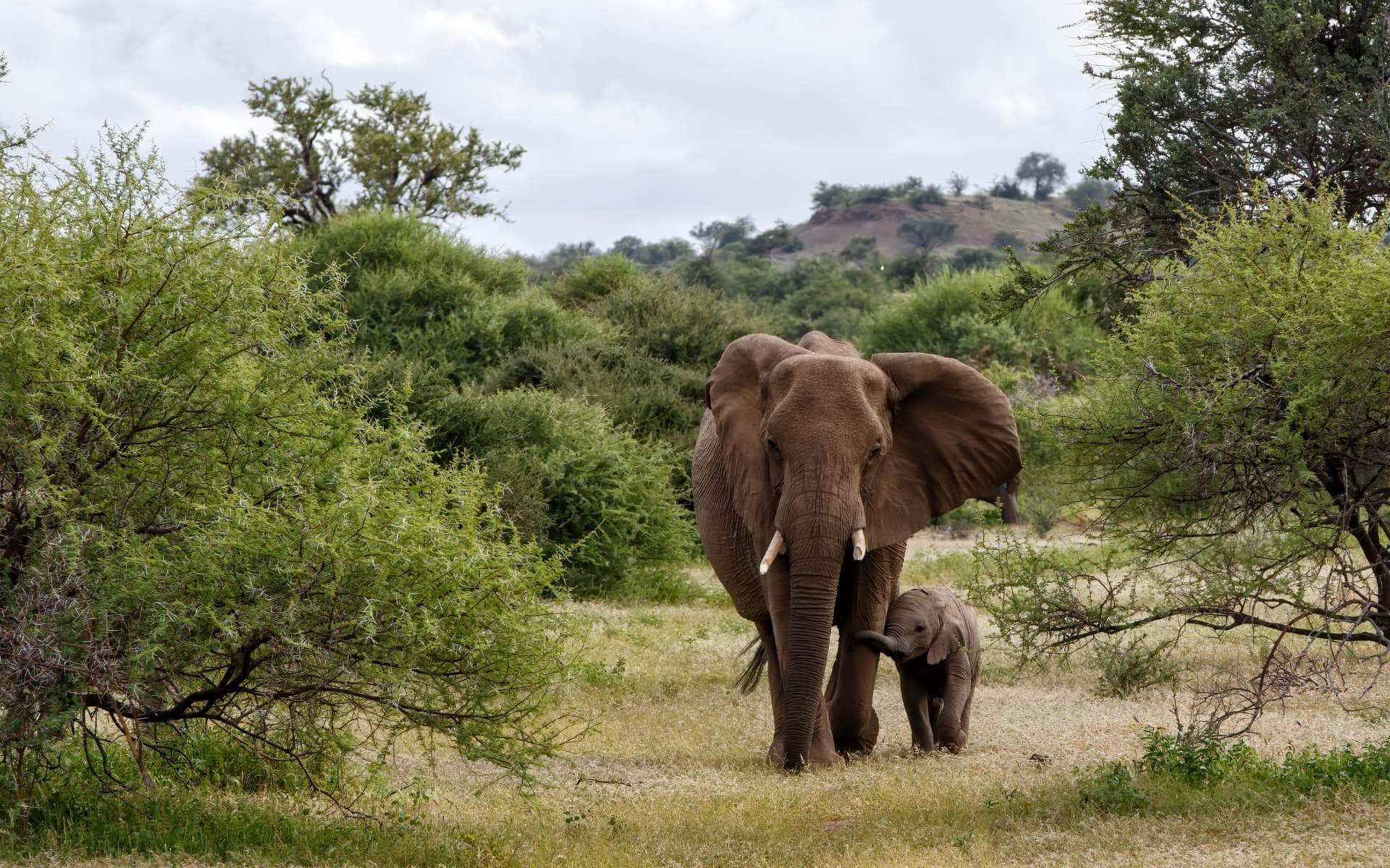 Elephant mother and baby in Mashatu Game Reserve