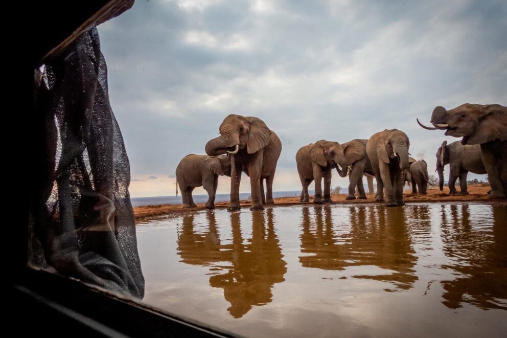 A herd of elephants at a waterhole observed from the photo hide at Lions Bluff Lodge, Kenya.