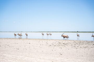 Nxai Pan National Park