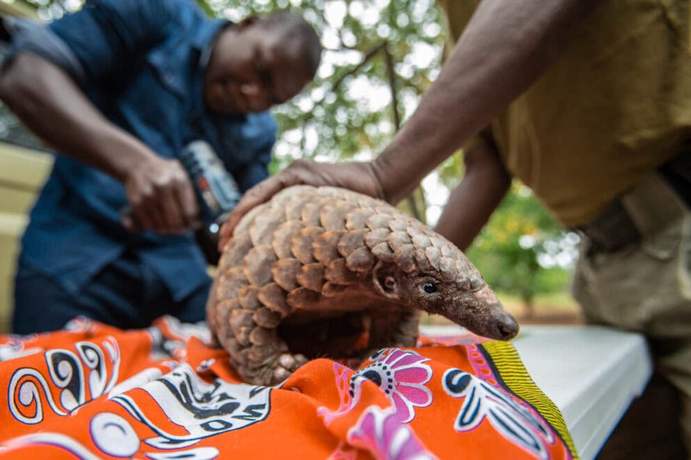 Pangolin protection