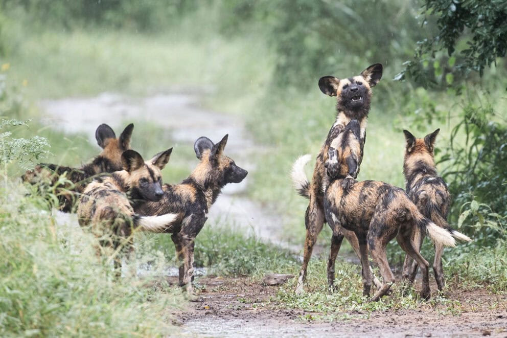 A pack of African wild dogs in the rain at Chicari Camp, Mozambique.