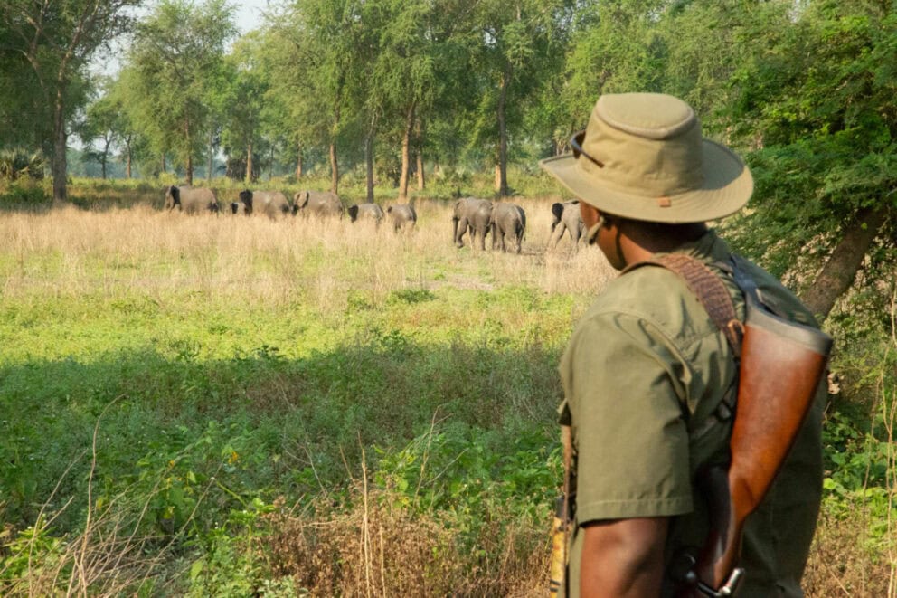 Walking safari in Gorongosa