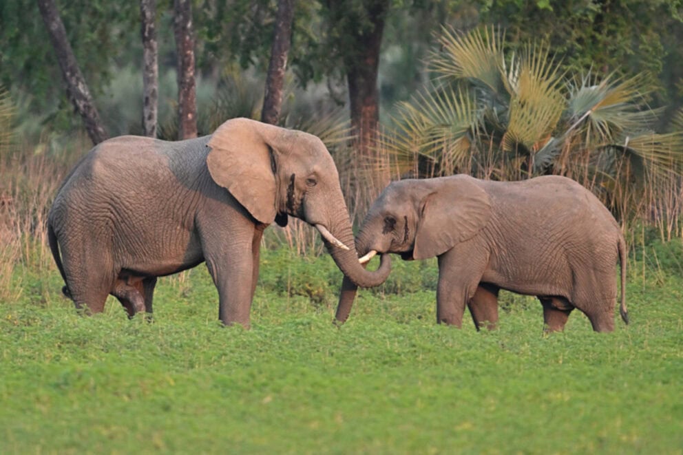 A mother elephant and her calf standing with their trunks intertwined at Muzimu Lodge, Mozambique.