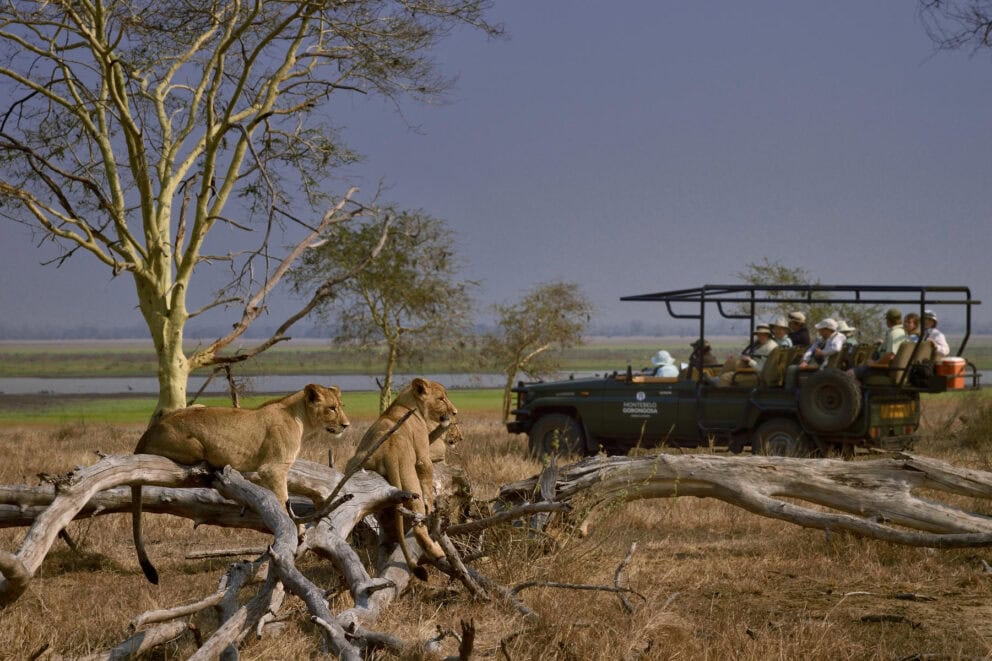 Lions lounging in front of a safari vehicle. This can be seen on an African lion safari.