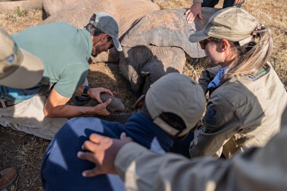 Veterinarians doing a checkup on one of the elephants being transported