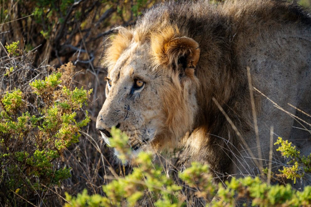 A lion spotted while on safari in Samburu National Park