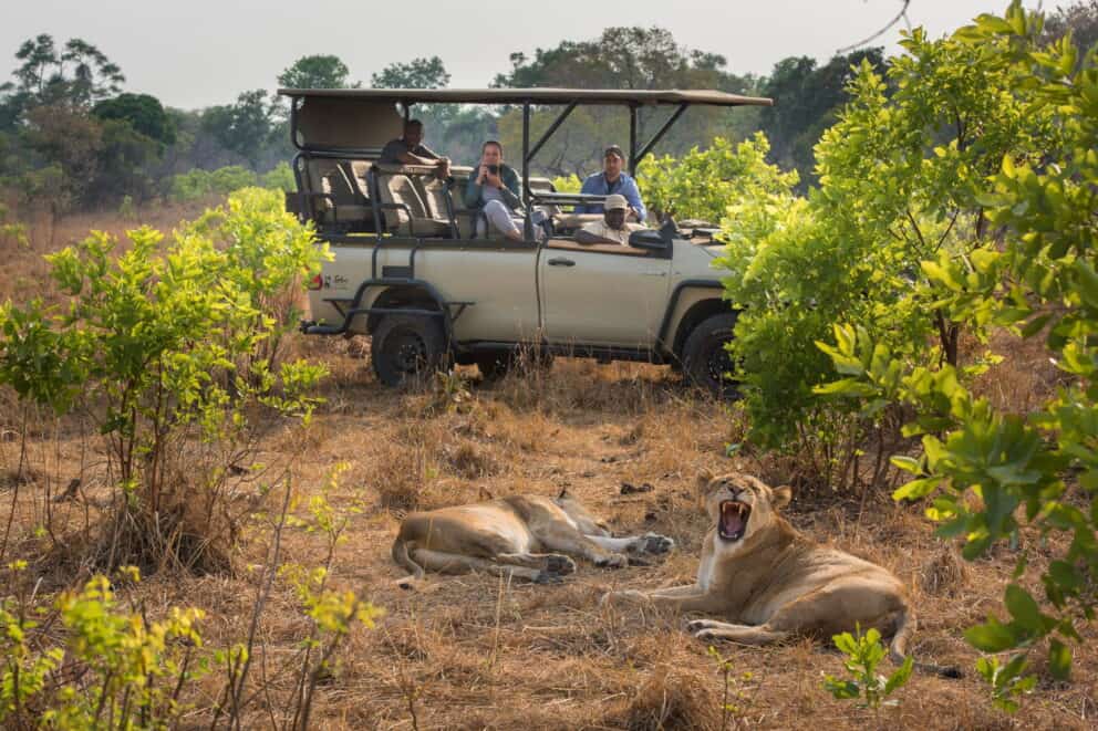 Tourists in an open electric vehicle watching a pair of lionesses in Kafue National Park, with one lioness sleeping in the grass while the other yawns with bared teeth.