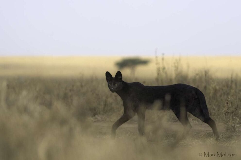Manja the melanistic serval 