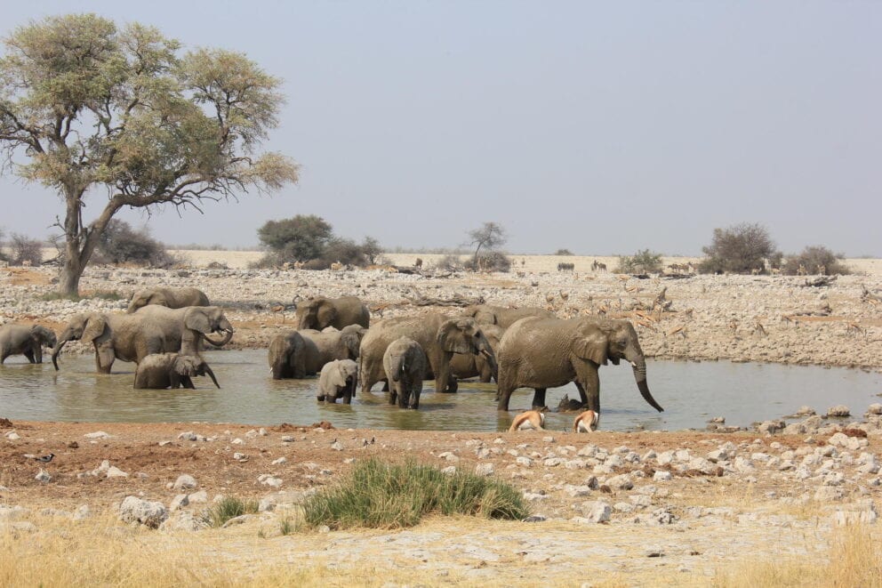 Animals gathering at a waterhole in Etosha. A great place for African safaris for seniors. 