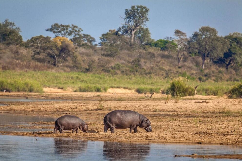 Hippos in the water at Simbavati Camp George. The best African safari tours