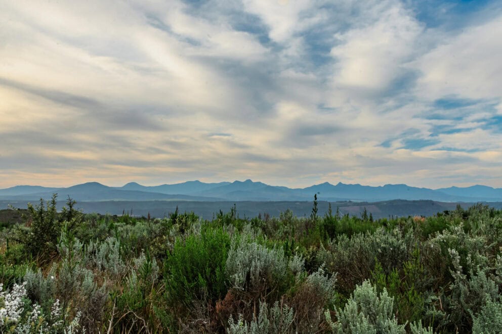 View of the fynbos landscape near Simbavati Fynbos on Sea in Sedgefield, South Africa.