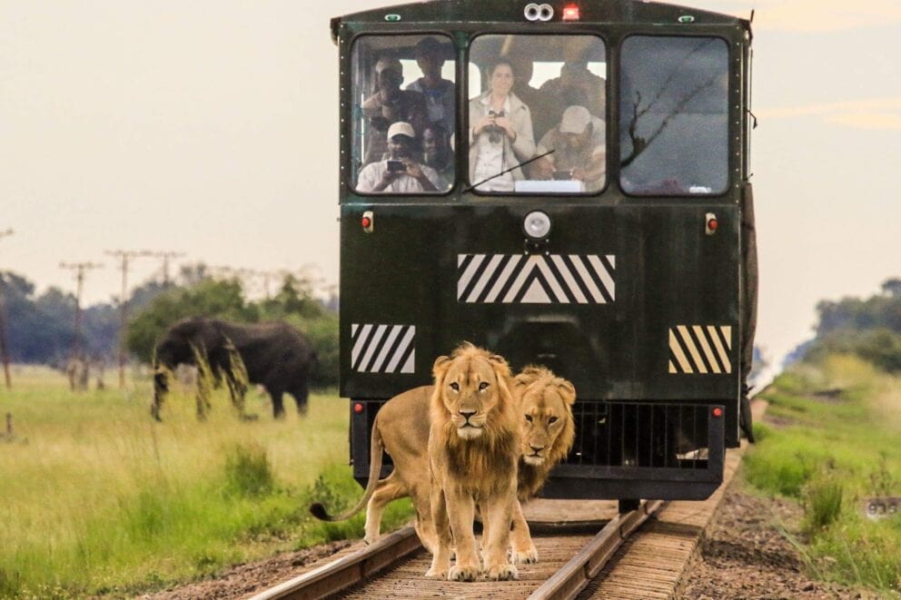 A rail car stopping for two lions with an elephant in the background