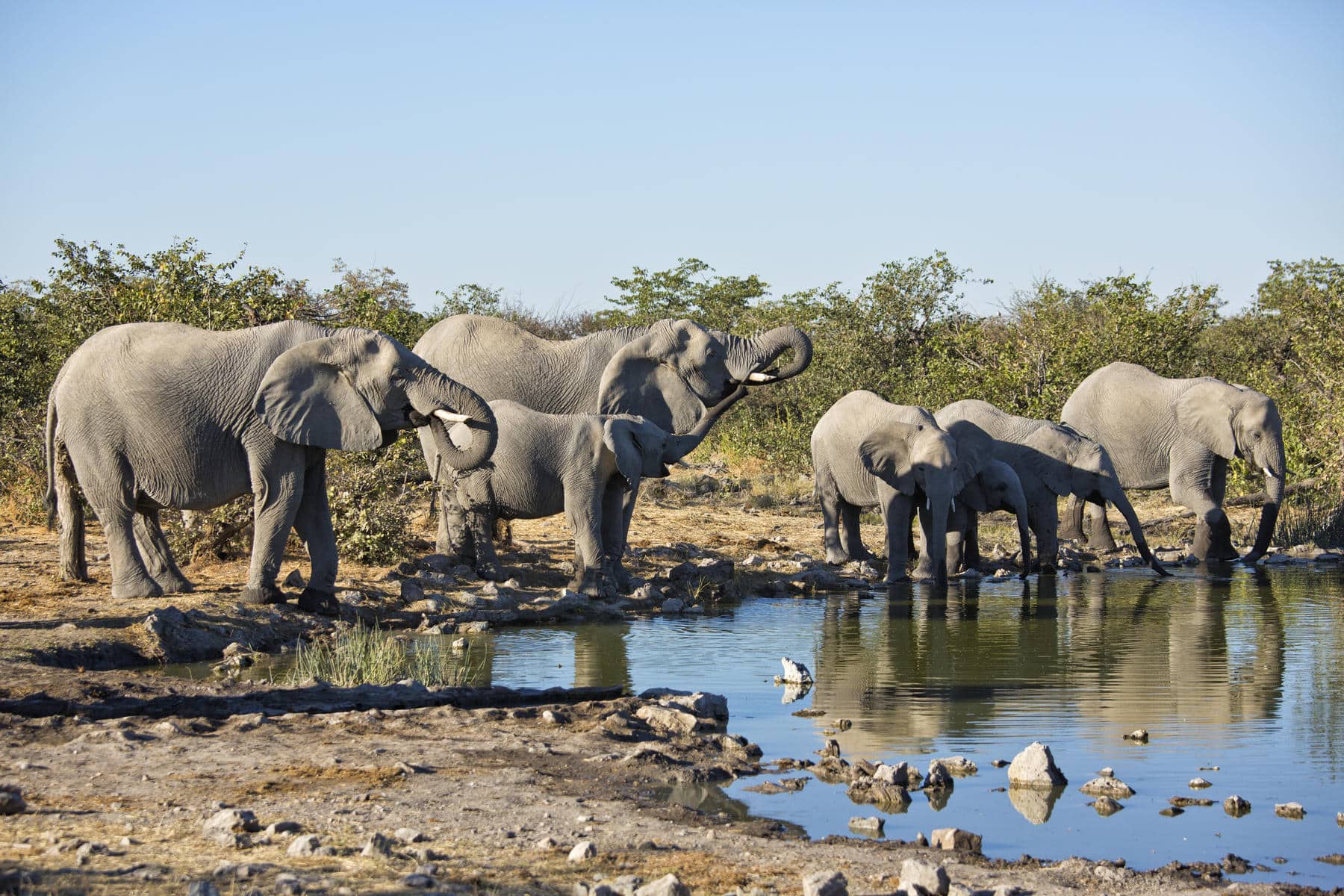 elephants in Etosha, which are part of the many types of Namibia wildlife