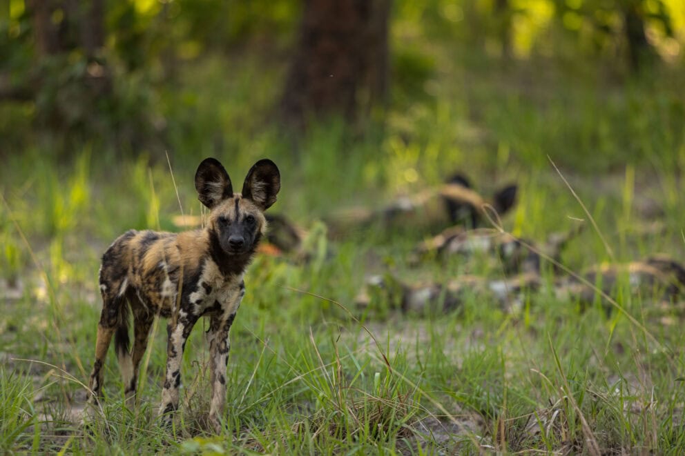 Wild dogs spotted in the bush at MAWIMBI Bush Camp
