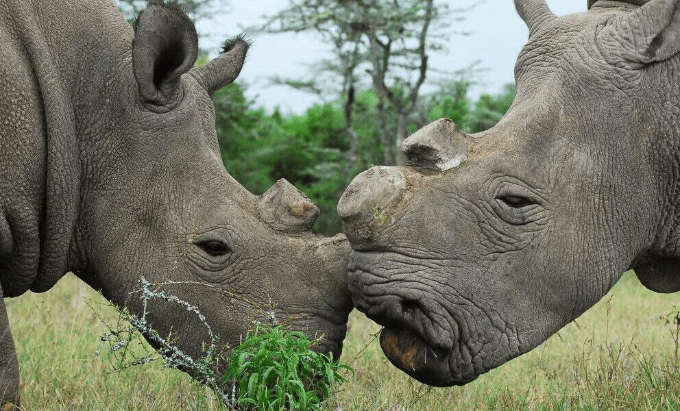 Two Last remaining Northern White Rhinos ouching noses in Kenya