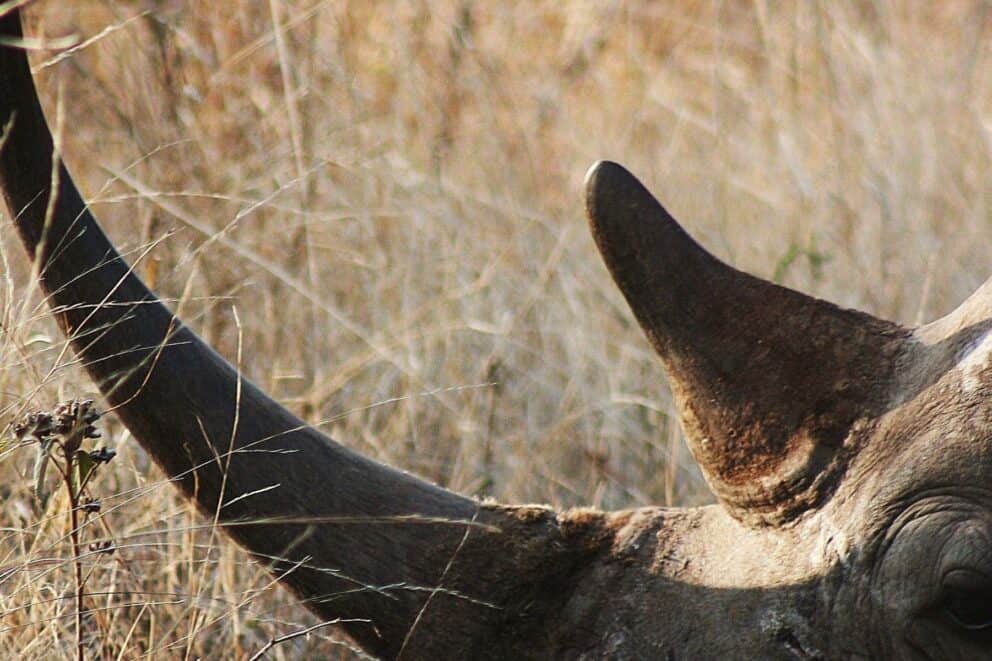 close up of a rhino with its horns in tact in Makalali Game Reserve South Africa