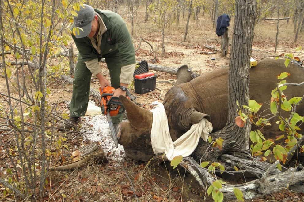 Rhino getting dehorned in Kruger