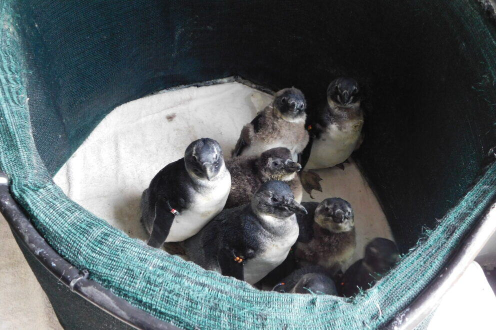Penguin chicks at the African Penguin and Seabird Sanctuary. Which was seen as a part of our ocean safari.