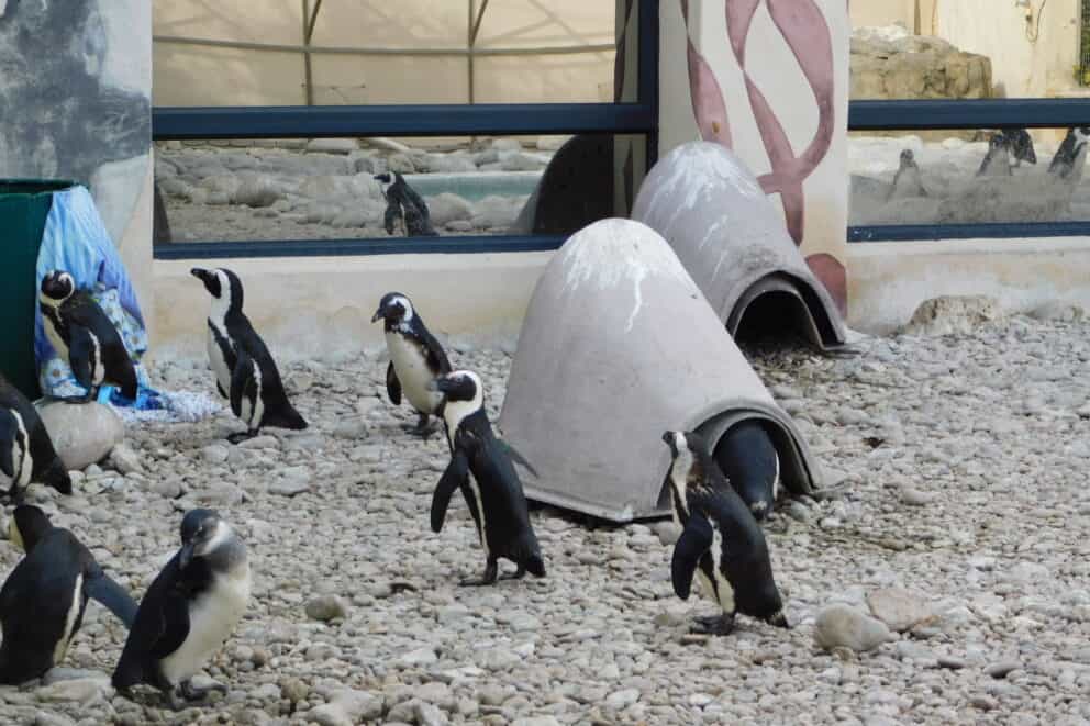 Penguins at the African Penguin and Seabird Sanctuary. Which can be seen as a part of an ocean safari.