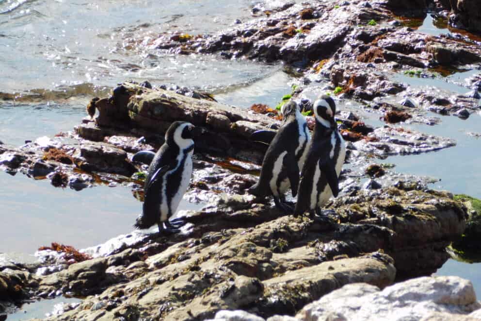 Penguins from the Stony Point Penguin colony in Betty's Bay. Which can be seen on an ocean safari
