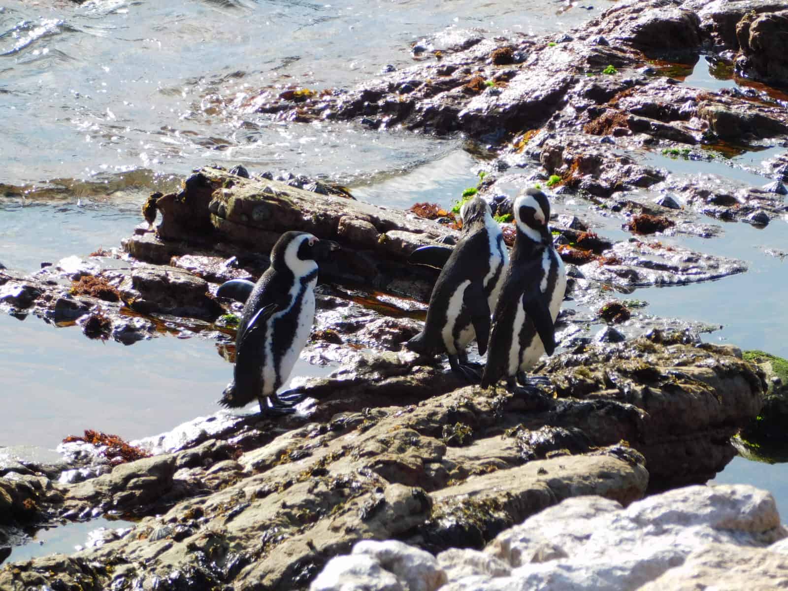 Penguins from the Stony Point Penguin colony in Betty's Bay. Which can be seen on an ocean safari. They can also be seen on birding safaris.