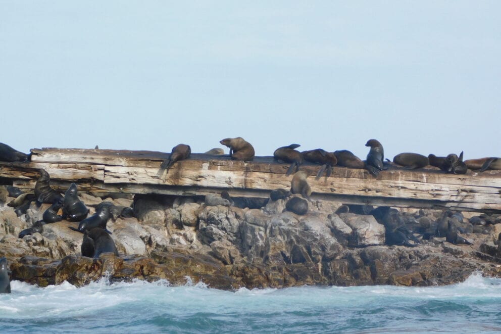 Seals sleeping on an old shipwreck on Geyser Rock which we saw on an ocean safari