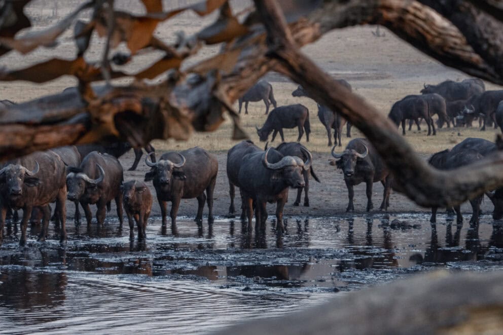 Cape buffalo gathering at a waterhole at sunset on a conservation safari.