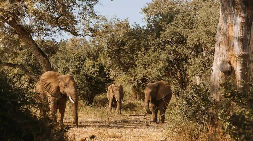 Elephants spotted on a sound safari in Kruger National Park with The Outpost