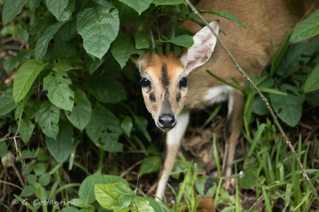 Duiker in the forests surrounding Lake Malawi