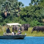 Boat safari in Liwonde, Malawi, seeing a herd of elephants for a Malawi safari holiday