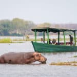 Boat safari spotting a hippo in the Shire River on a Malawi safari holiday