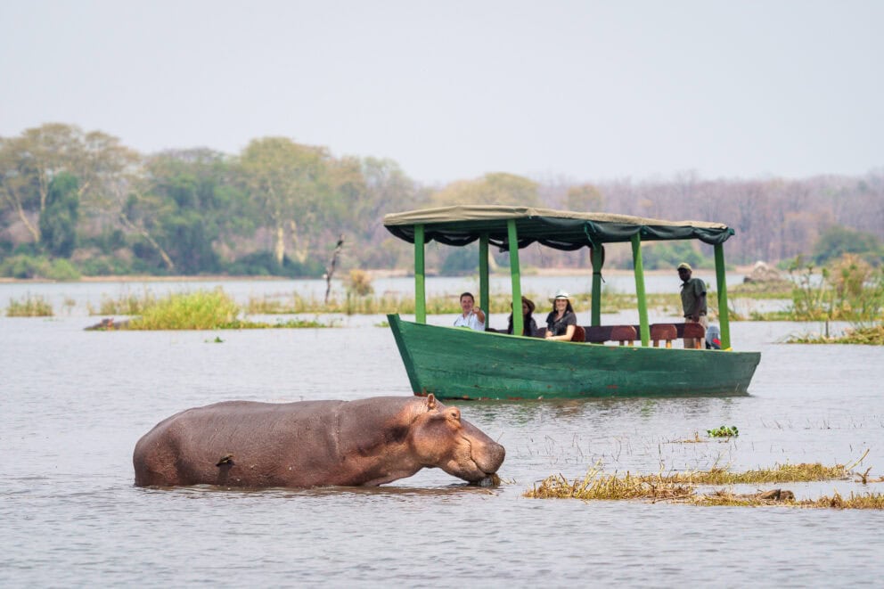 Boat safari spotting a hippo in the Shire River on a Malawi safari holiday and digital detox travel