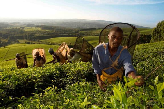 Farm workers on a tea farm in the Thyolo District in Malawi, picking tea leaves