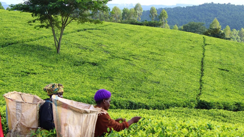 Farm workers on a tea farm in the Thyolo District in Malawi