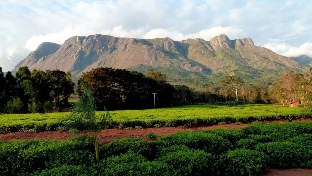 Mountains in the Thyolo Tea Country, Malawi