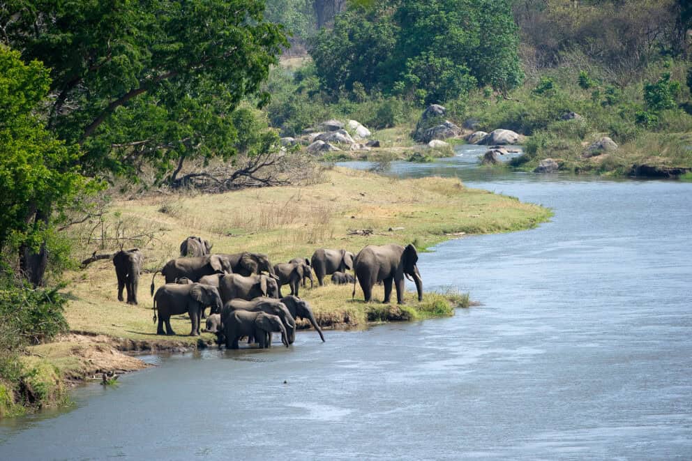 Elephants at the Shire River in Majete