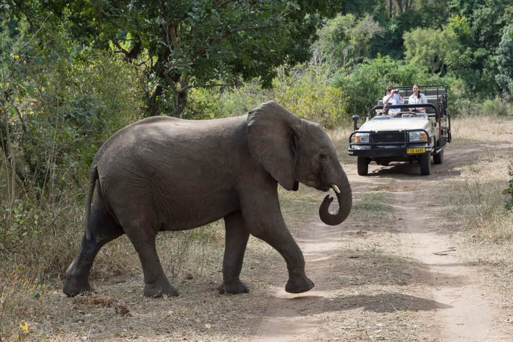 Elephant spotted on a game drive in Majete Wildlife Reserve. As seen on a Malawi Big Five Safari.