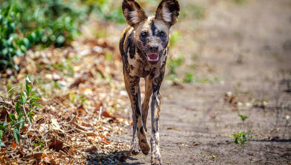Wild dog in Majete Wildlife Reserve.