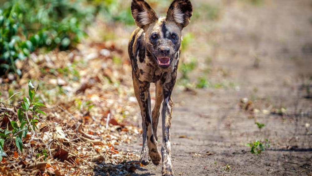 Wild dog in Majete Wildlife Reserve