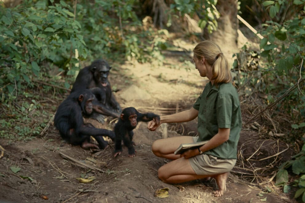 In close proximity of parents, young chimpanzee reaches for Jane Goodall