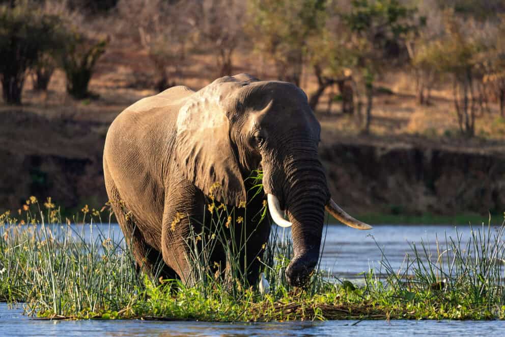 Elephants in Lower Zambezi | Photo credits: Steve Conradie