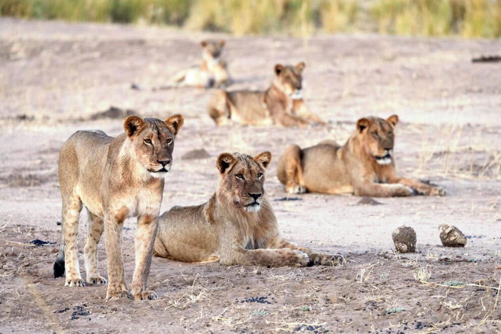 Lions in Liuwa Plains Photo credits Steve Conradie
