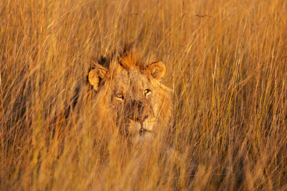 Lion Portrait through the grasslands | Photo credits: Steve Conradie
